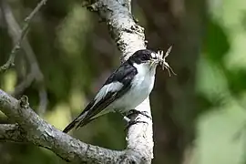 Gobemouche noir mâle.