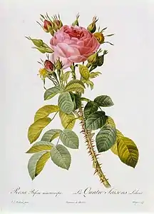 Rosa bifera macrocarpa.