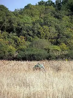 Image illustrative de l’article Pierre du Len