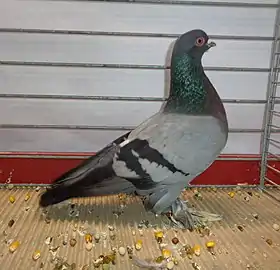 Culbutant Lillois bleu barré.