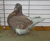 Pigeon Mondain rouge cendré écaillé