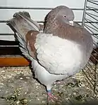 Modène Schietti fauve barré