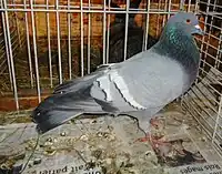 Cauchois bleu barré blanc