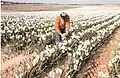 Culture de jonquilles dans les champs de Kfar Maimon, v. 1987