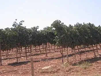 Vignoble de Galilée