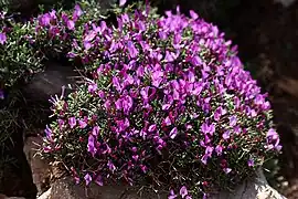 Onobrychis cornuta(Israël).