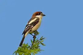 Pie-grièche à tête rousse mâle.