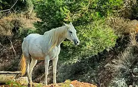 Cheval israélien de robe grise