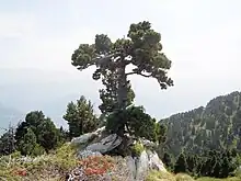 Pin à crochets accroché à un promontoire rocheux dominant un large panorama.