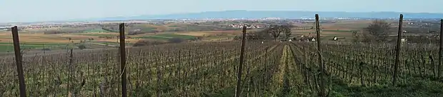 Image illustrative de l’article Engelberg (grand cru)