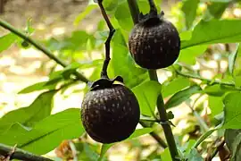Fruits sur l'arbre (La Réunion)