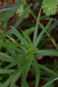 Feuilles d'Achillée Sternutatoire