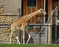 Girafe.