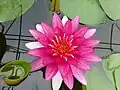 Nymphea "Gloriosa"