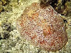 Platydoris sabulosa.