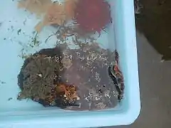 Platydoris speciosa.