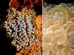 Rétracté et étendu.