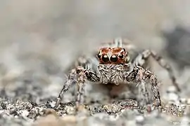 Plexippus paykulli ♀