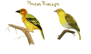 Tisserin de Principé.