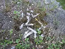 Plumes éparses et serre démembrée sur l'herbe