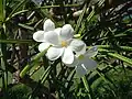 Plumeria alba.