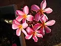 Plumeria rubra.