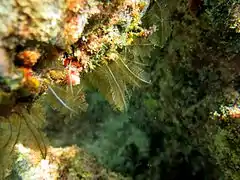 Une colonie d'hydraire du groupe des Plumularioidea