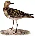 Pluvier doré (Pluvialis apricaria)