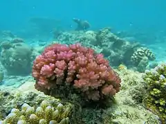 Corail verruqueux (Pocillopora damicornis)