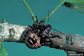 Nymphe de cinquième stade