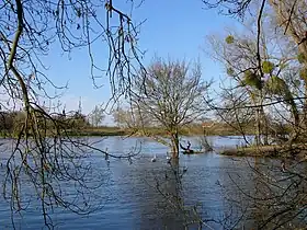 Confluence du Loiret avec la Loire à la pointe de Courpain, Saint-Pryvé-Saint-Mesmin