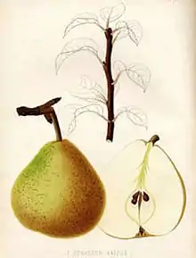 Dessin représentant une poire en coupe.