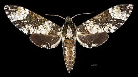 Poliana leucomelas ♀ 	(coll.MHNT)