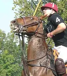 Le respect du cheval doit primer le jeu.