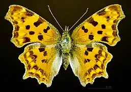 ♀ f. hutchinsoni, face dorsale – coll. MHNT.