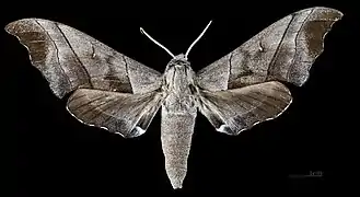 Polyptychus trilineatus javanicus face dorsale MHNT