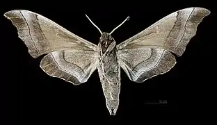 Polyptychus trilineatus javanicus face ventrale MHNT