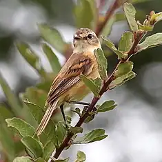 Tyranneau barbu (Polystictus pectoralis)