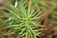 Feuilles de Polytrichum commune, rendues opaques par les lamelles.