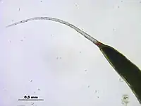 Extrémité d'une feuille de Polytrichum piliferum. On remarque la nervure opaque qui occupe tout la largeur de la feuille, et le limbe transparent sous forme d'une fine bordure de chaque côté. Le poil est denté.