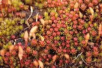 Colonie de Polytrichum piliferum, avec des sporophytes et les corbeilles rouges qui portent les anthéridies.