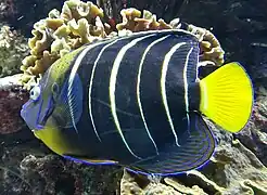 Poisson ange a oreille tachée (Pomacanthus chrysurus)