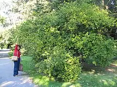 Poncirus (jardin botanique de Bratislava (en))