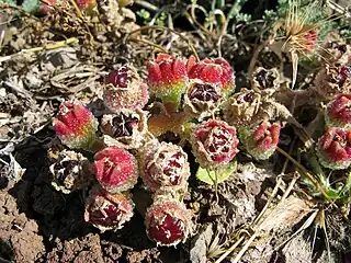 Groupe de fruits en formation