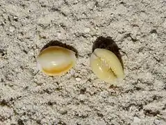 Deux porcelaines non identifiées (Monetaria sp.), échoué sur la plage.