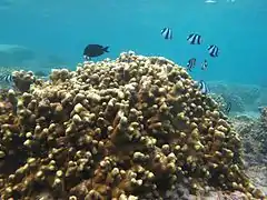 Porites cylindrica (Poritidae).