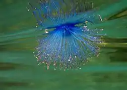 Une porpite (Porpita porpita) vue de profil.