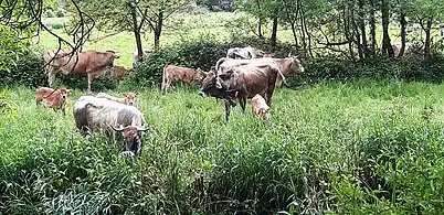 Pacage bovin dans une prairie humide