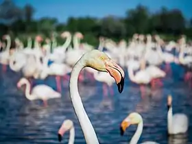 Image illustrative de l’article Camargue