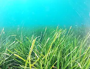 Posidonia oceanica